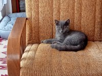 Safkan British shorthair 3 aylık yeni yuvasını arıyor
