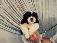 Shih tzu bebekler