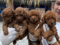 Toy poodle yavrularımız 