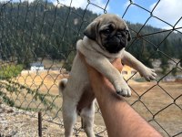 Pug Mops Yavrularımız Sıfır Burun Gül Kuyruk