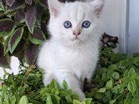 Silver ve golden point british bebekler