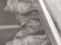 Whiskas tabby scottish straight