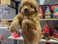 Dişi toy poodle