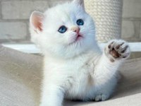 Bembeyaz Top Kafa Yavrumuz NS1133 British Shorthair 