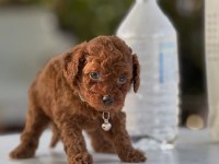 TEACUP BOY AŞILI WC EĞİTİMLİ PREMIUM POODLE