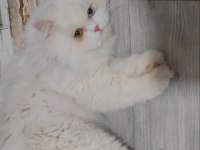 British longhair kedisi