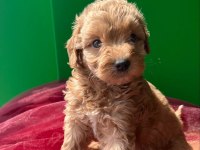 A KALİTE POODLE AYARINDA KAHVERENGİ MALTİPOO