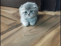 Scottish fold dişi yavrumuz