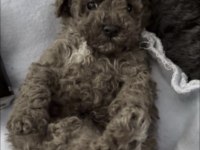 Toy Poodle Köpeği