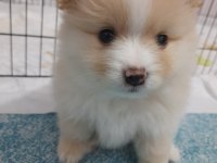2 aylık erkek pomeranian yavrumuz (yuva arıyor)