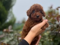 Minik poodl turtalarım yeni ailesini arıyor