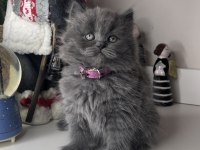 Safkan British Longhair Yavrularımız