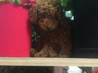 Tatlı Tatlı Poodle Yavrumuz