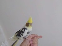 Sultan papağanımız full evcil