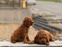 A kalite toy poodle dişi erkek yavrular