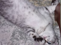 British shorthair 2 aylık antalya