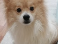 1 Yaşında Spitz