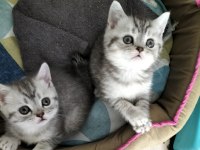 British shorthair silver tabby yavrular