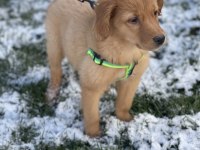 Aşıları tamamen bitmiş golden retriever yavrusu