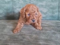 Sevgiye muhtaç poodle dostlarımızı sahiplendiriyoruz