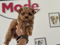 Petmode köpek çiftliğinde ziyarete açık tea cup morkie