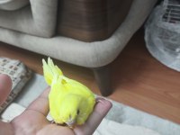 YAVRU MUHABBET KUŞU BULUNUR.