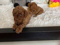 İzmir A. Kalite Poodle Yavrular