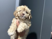 Maltipoo bebek yavrular