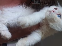 3 aylık longhair fold yavrumuz