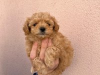 Premium Maltipoo Yavrumuz Yeni Ailesine Hazır