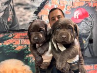 Çikolata ve siyah labrador retriever yavrularımız