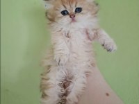 British Longhair Kedisi