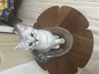 Minik kardeş kediler