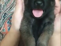 A kalite belçika kurdu beslemek isteyenler buyursun