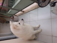 8 aylık erkek samoyed