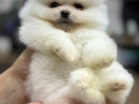 Pomeranian Boo 2-3 Aylık