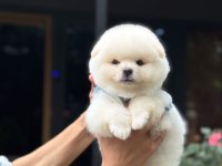 Karbeyaz Pomeranian Boo