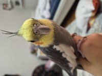 1.5 yaşında konuşan sultan papağanı