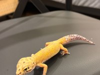 Leopard Gecko