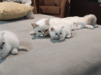 Blue point scottish fold