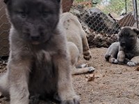 KALİTE YAVRU KANGAL KÖPEĞİ