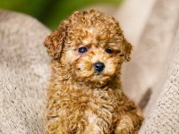 YENİ YILA YENİ BİR TOY POODLE DOSTLA BAŞLANGIÇ YAPIN