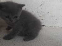 1.5 aylık british shorthair bebeklerimiz
