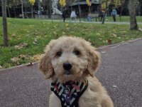 Poodle evladımız