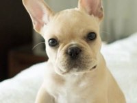 Yavru 2 aylık bulldog