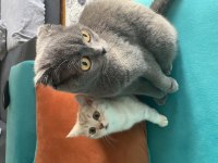 British shorthair salebimiz yeni yuvasını arıyor