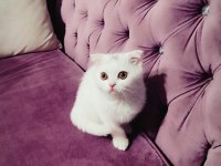Scottish fold yumurcak yuva arıyor
