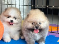 En güzelini isteyenlere pomeranian kardeşler