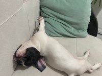 Fransız bulldog köpeği