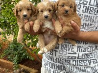 Aşılı orjinal maltipoo